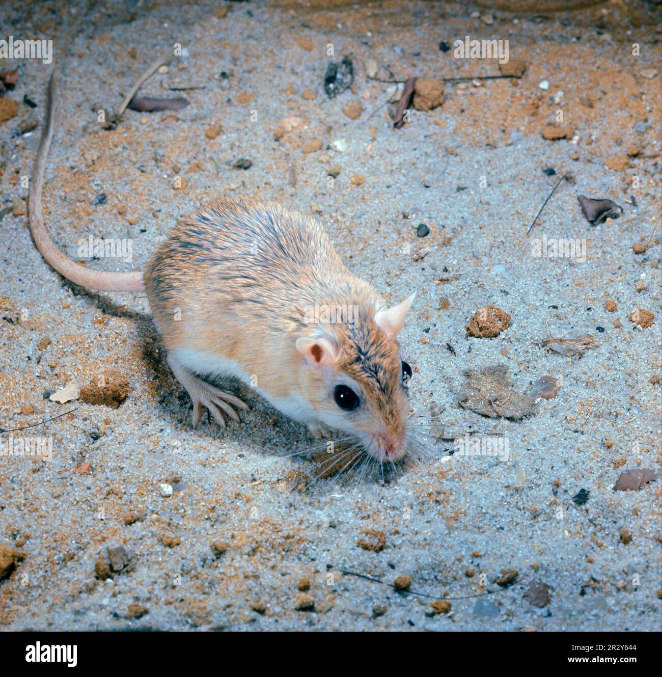 Egyptian gerbil, Egyptian gerbils, Rodents, Mammals, Animals, Egyptian Gerbil (Gerbillus pyramidalis) On ground (S) Stock Photo