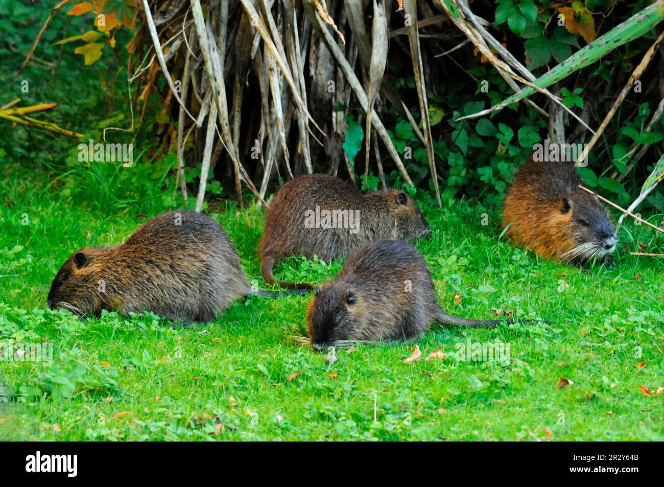Nutria, beaver rat, swamp beaver, tail beaver, tail rat, coypu, nutrias (Myocastor coypus), beaver rats, nutrias, coypus, rodents, mammals, animals Stock Photo