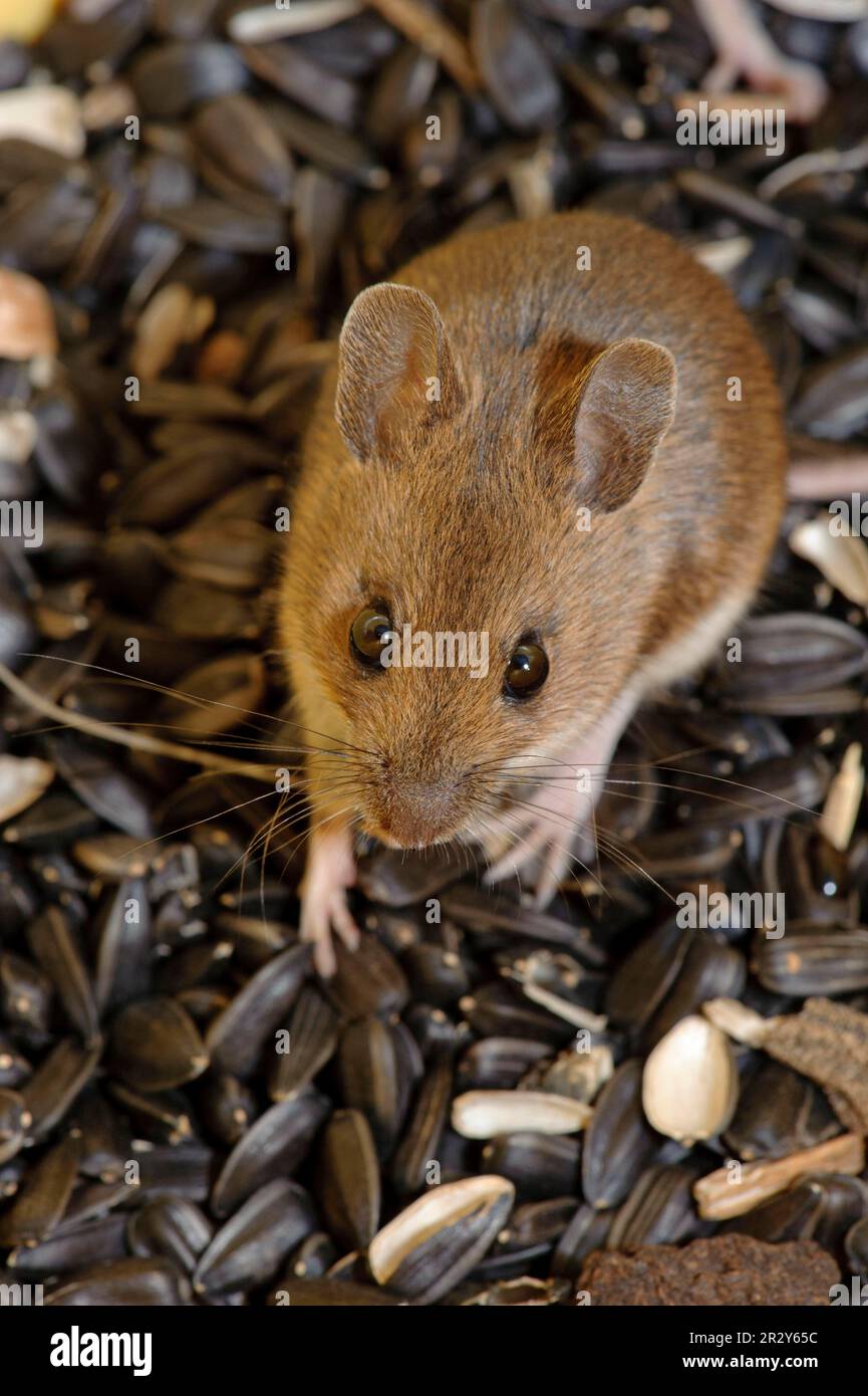 Mice mammals deals