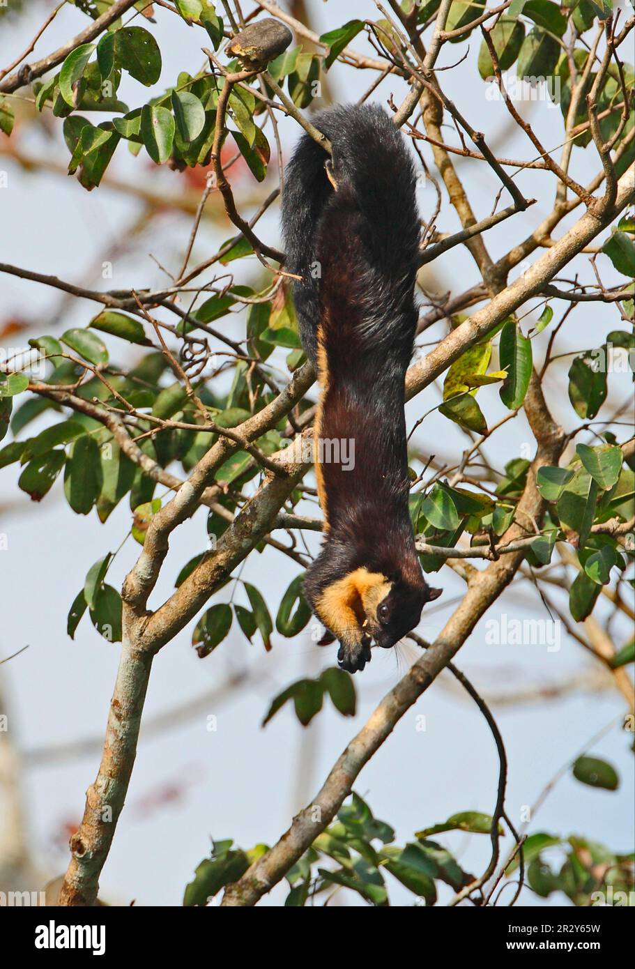 Black giant squirrel (Ratufa bicolor), Black Giant Squirrels, Rodents, Mammals, Animals, Black Giant Squirrel adult, feeding on fruit in tree Stock Photo