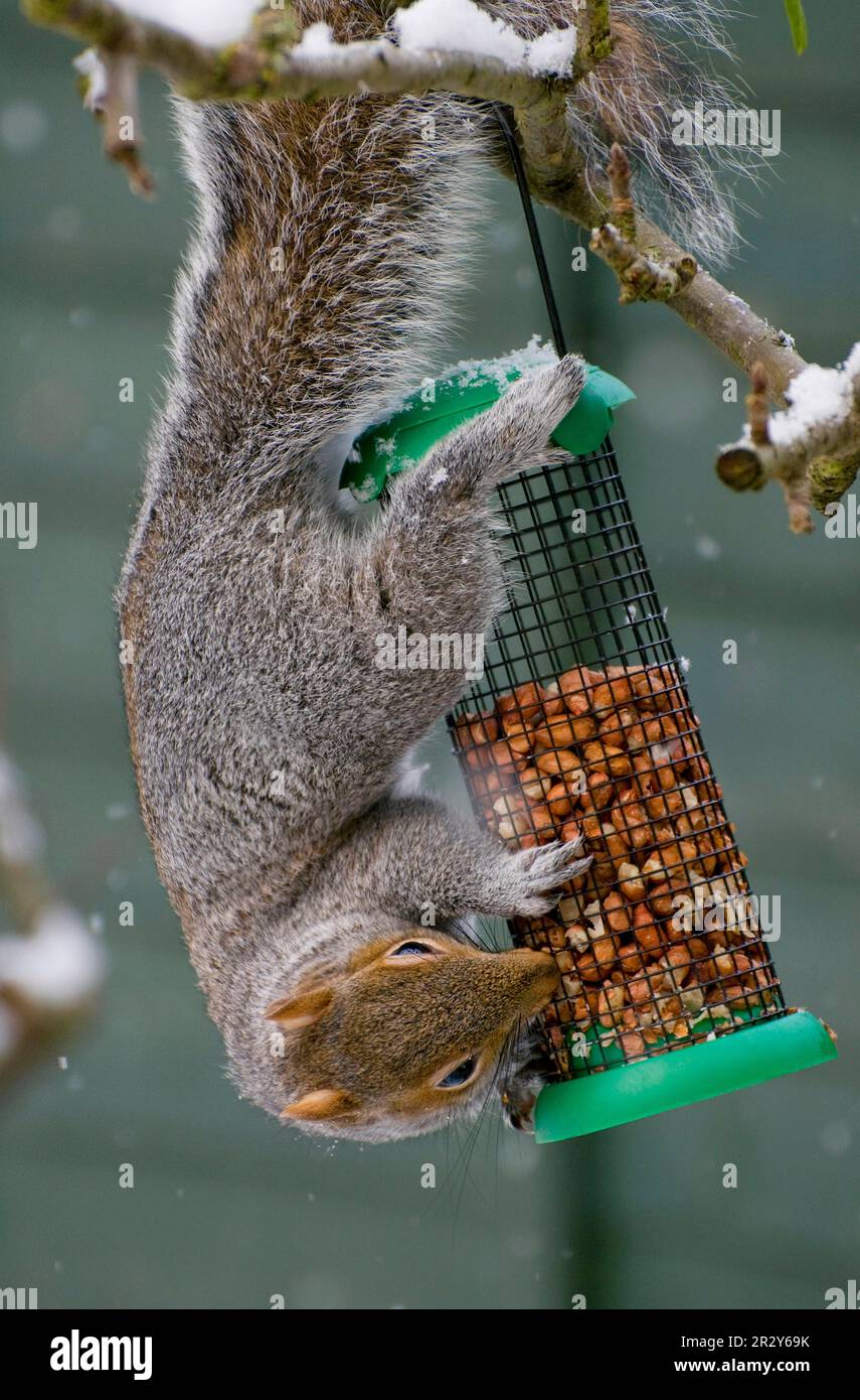 The Eastern eastern gray squirrel (Sciurus carolinensis) introduced adult species feeding on peanuts from garden bird feeders during snowfall Stock Photo