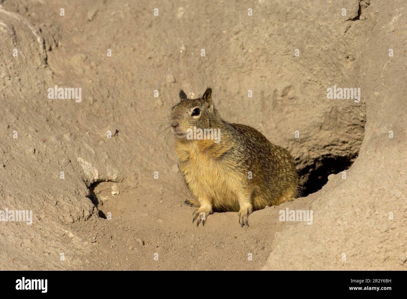 Californian Ground Squirrel (Spermophilus beecheyi) adult at burrow entrance, Monterey, California (U.) S. A Stock Photo