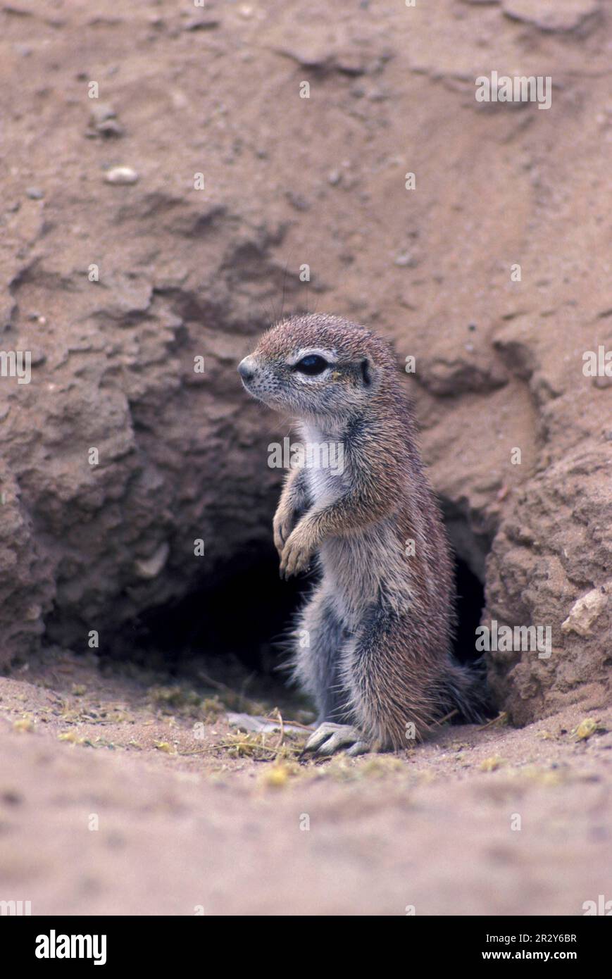 Cape ground squirrel (Xerus inauris), Rodents, Mammals, Animals, Squirrel, Ground Baby standing on hind legs at mouth of burrow. Kalahari Stock Photo
