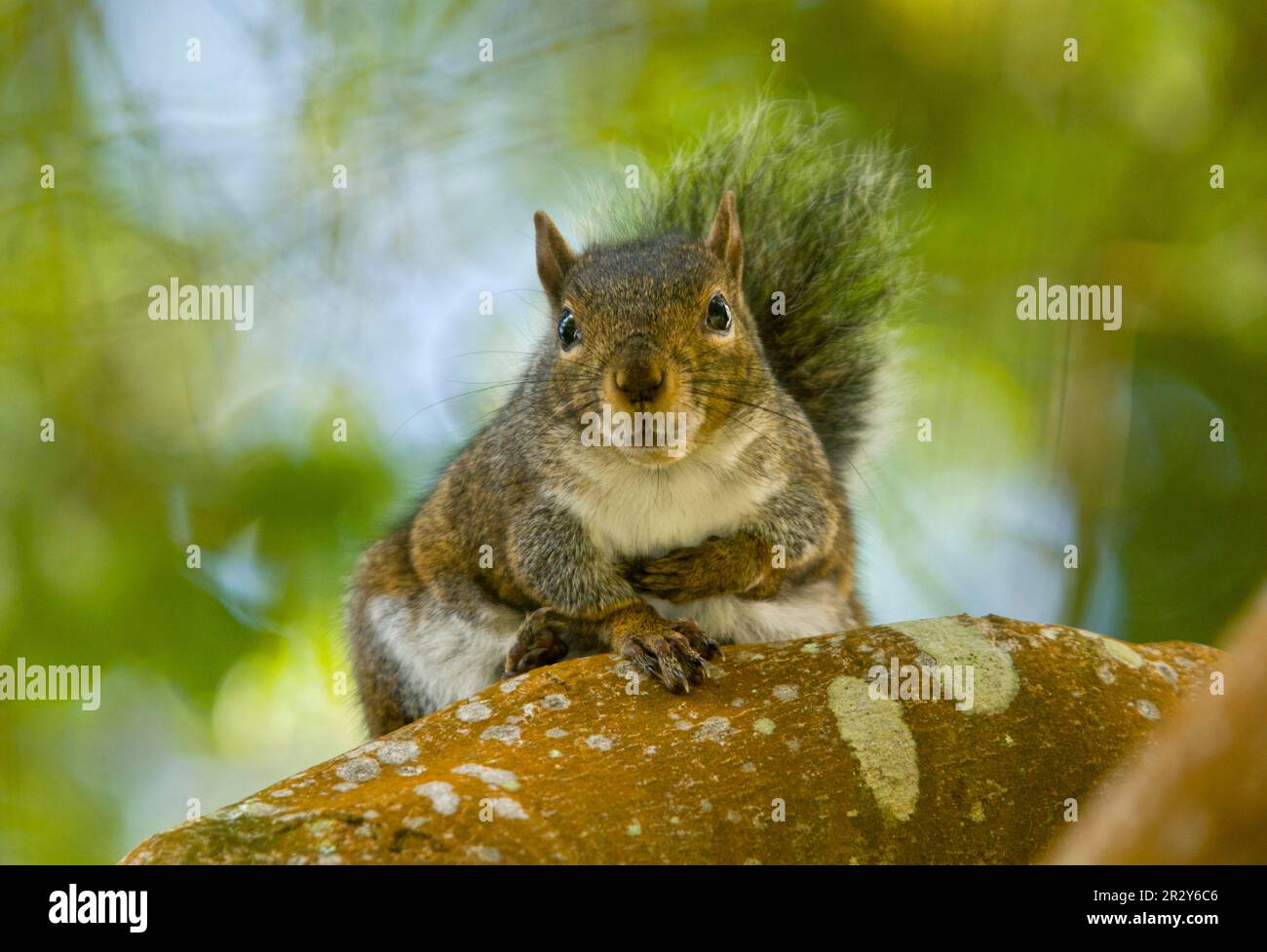 Western Grey Squirrel (Sciurus griseus ssp. griseus) adult, sitting on branch, Strybing, San Francisco, California (U.) S. A Stock Photo