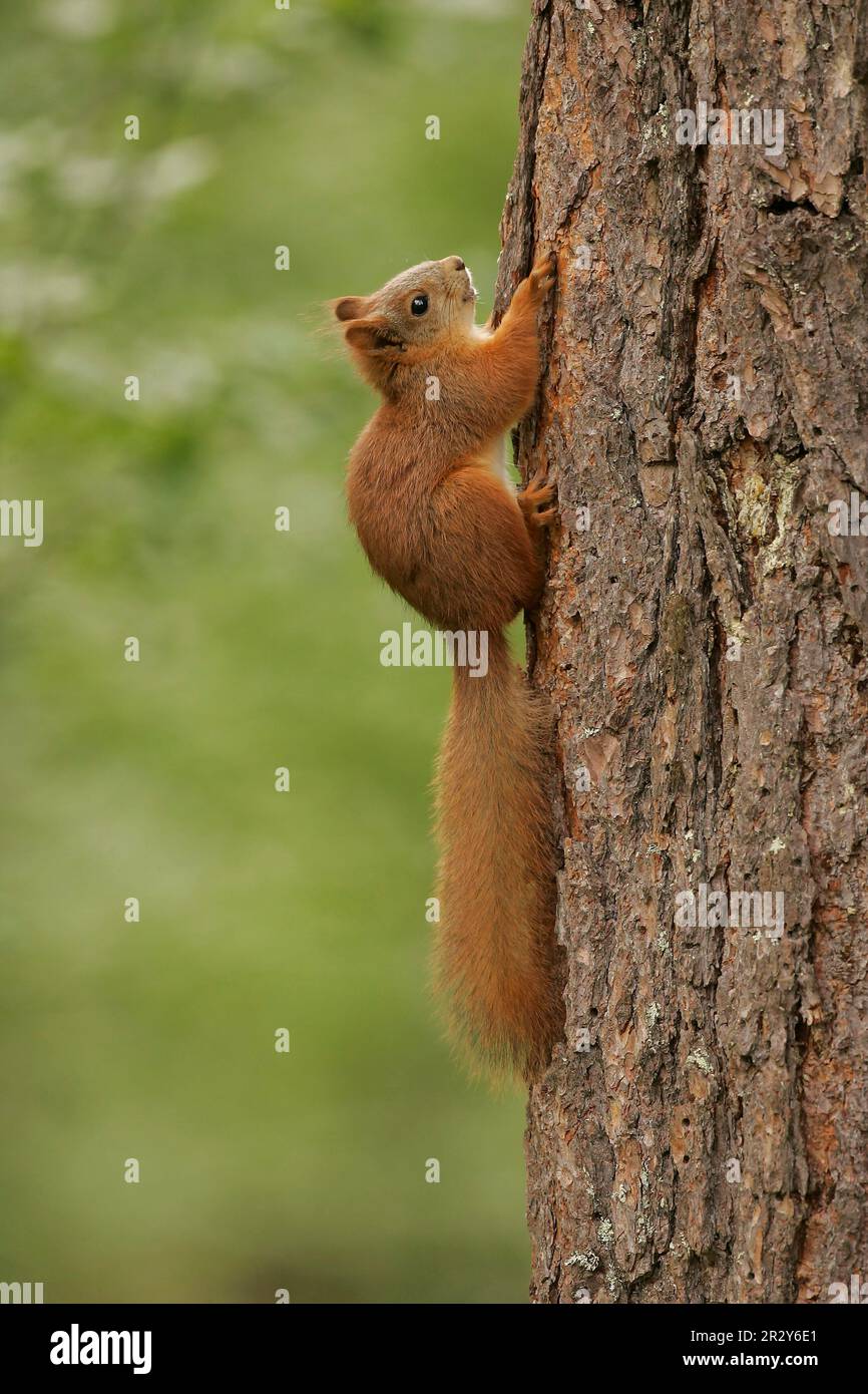 Eurasian red squirrel (Sciurus vulgaris), Squirrels, Rodents, Mammals, Animals, Eurasian Red Squirrel adult, climbing pine tree, Scotland, summer Stock Photo