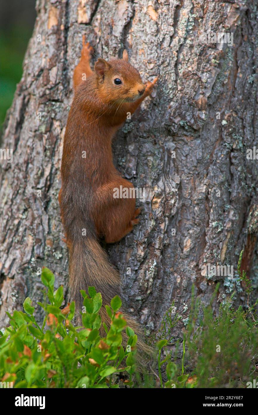 Eurasian red squirrel (Sciurus vulgaris), Squirrels, Rodents, Mammals, Animals, Eurasian Red Squirrel adult, summer coat, clinging to Scots Pine Stock Photo