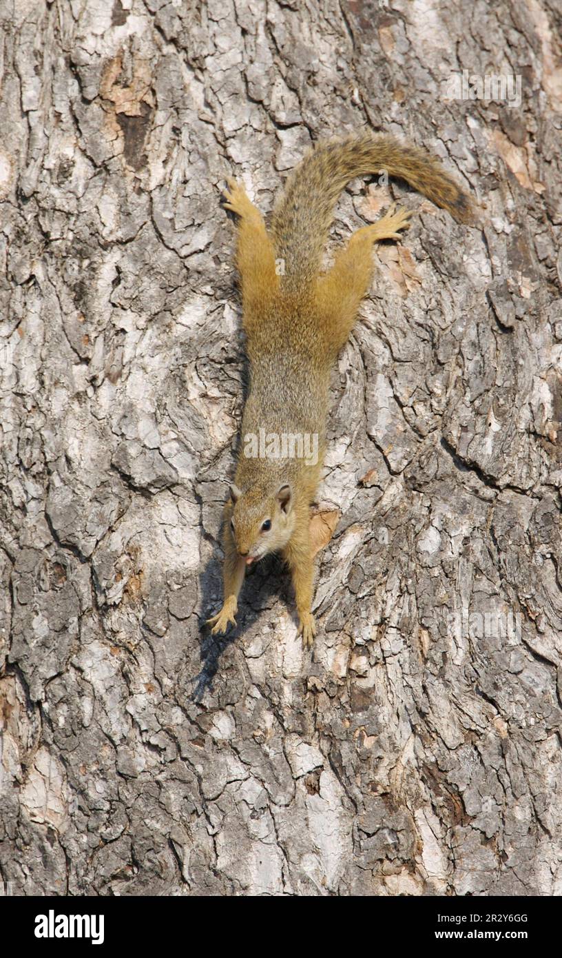 South African Tree Squirrel (Paraxerus cepapi) adult, on tree trunk, yawning and stretching, Kruger N. P. Mpumalanga, South Africa Stock Photo