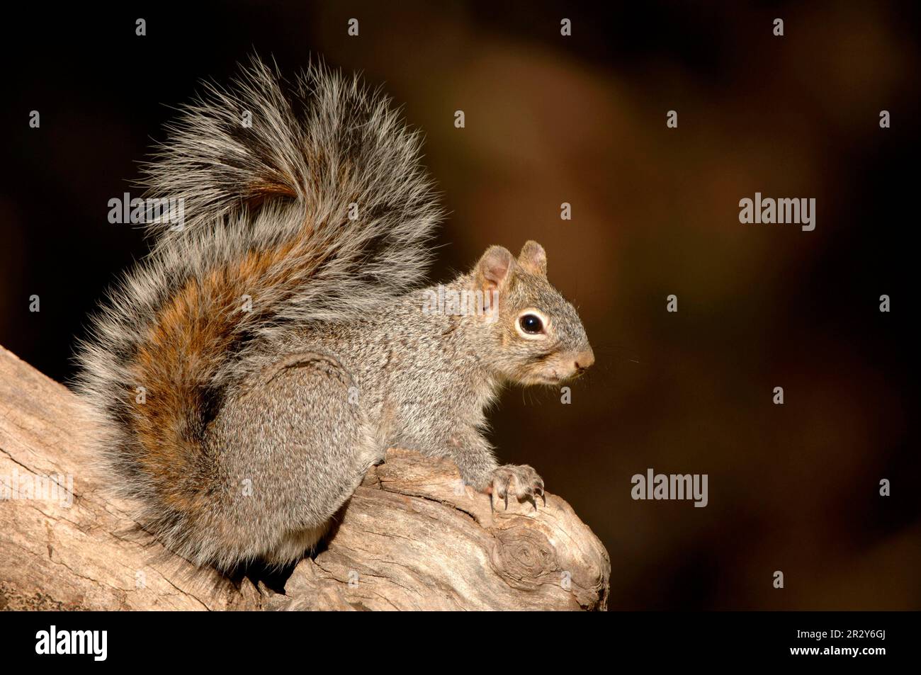 Arizona Grey Squirrel (Sciurus arizonensis) Adult, Arizona (U.) S. A Stock Photo