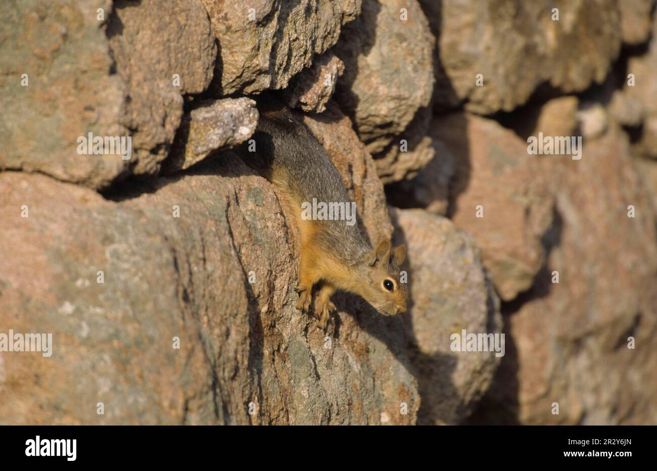 Caucasian squirrel (Sciurus anomalus), Caucasian squirrels, rodents, mammals, animals, Persian squirrel adult, among rocks of stone wall, Lesvos Stock Photo
