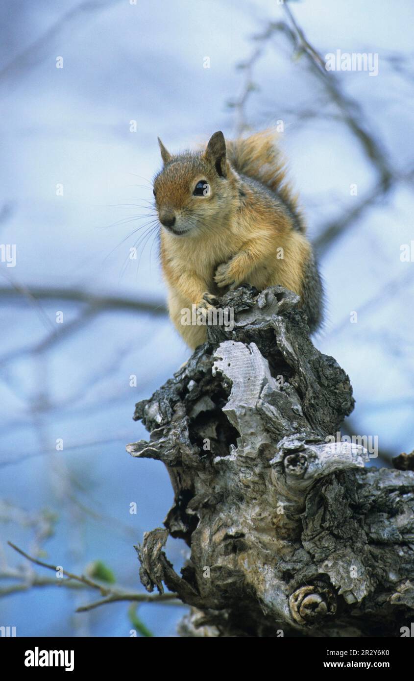 Caucasian squirrel (Sciurus anomalus), Caucasian squirrels, rodents, mammals, animals, Persian Squirrel adult, sitting on tree stump, Lesvos, Greece Stock Photo