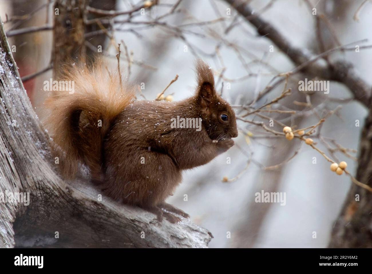 Tassel-eared Squirrel (Sciurus aberti) cinnamon phase, adult, feeding in snow, Arizona (U.) S. A. winter Stock Photo