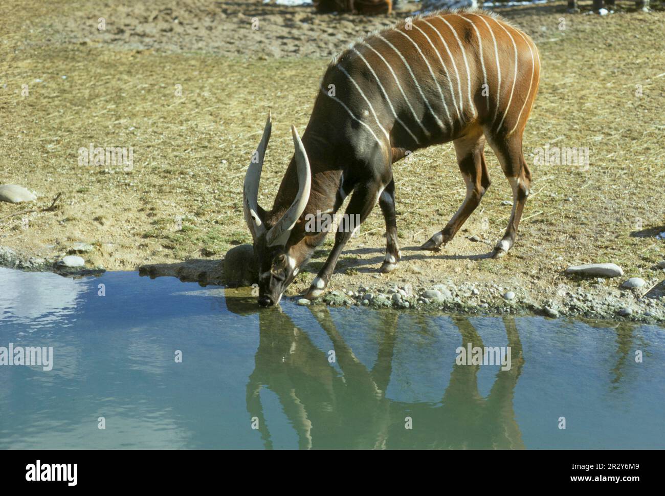 Antelope, Bongo (Tragelaphus euryceros) drinking, Basel Zoo, Switzerland Stock Photo