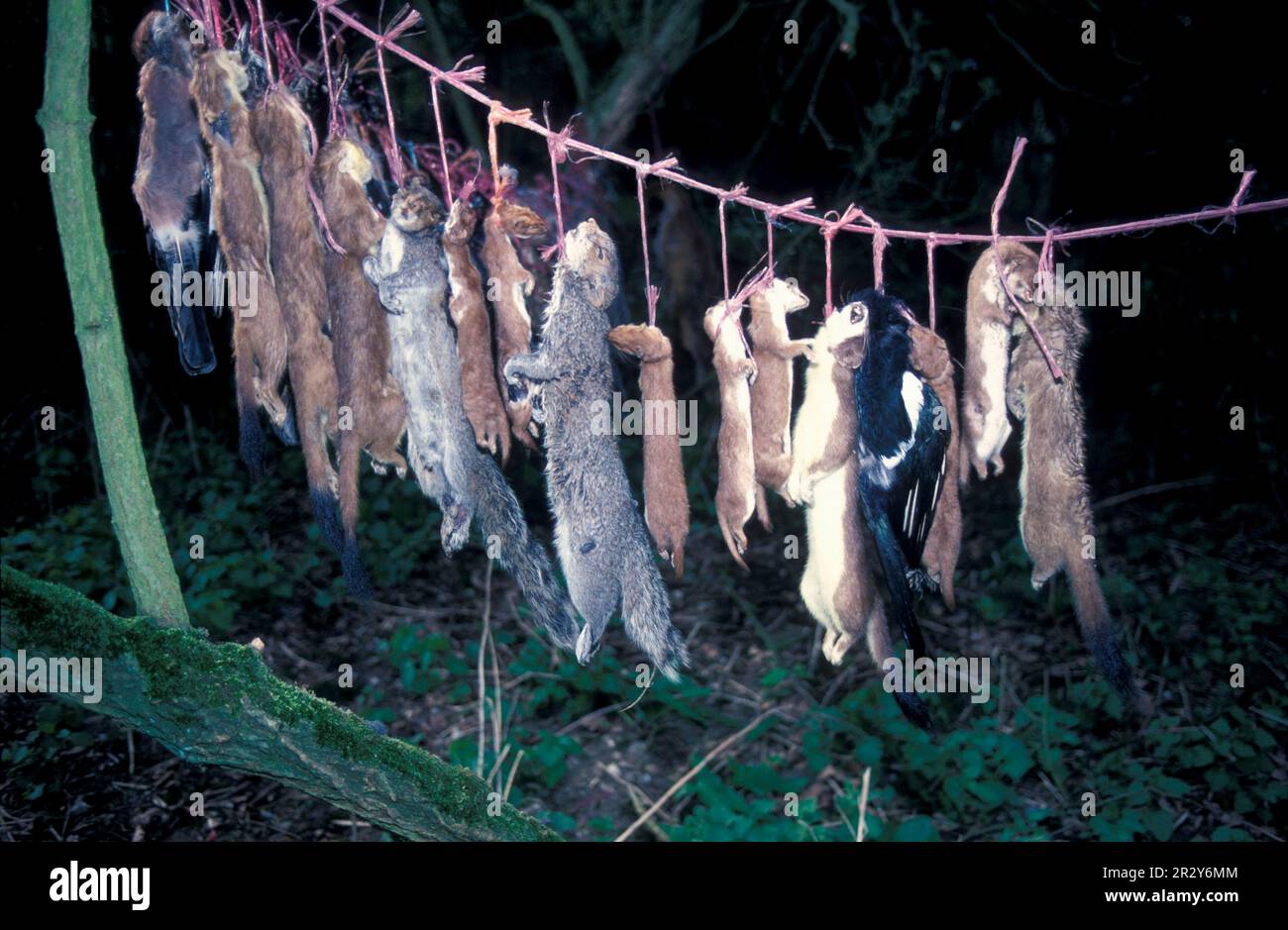 Dead stoats, weasels and squirrels on a leash Stock Photo