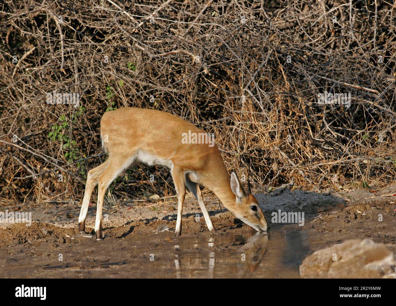 Common duiker (Sylvicapra grimmia), Antelopes, Ungulates, Even-toed ungulates, Mammals, Animals, Common duiker adult, drinking from woodland spring Stock Photo