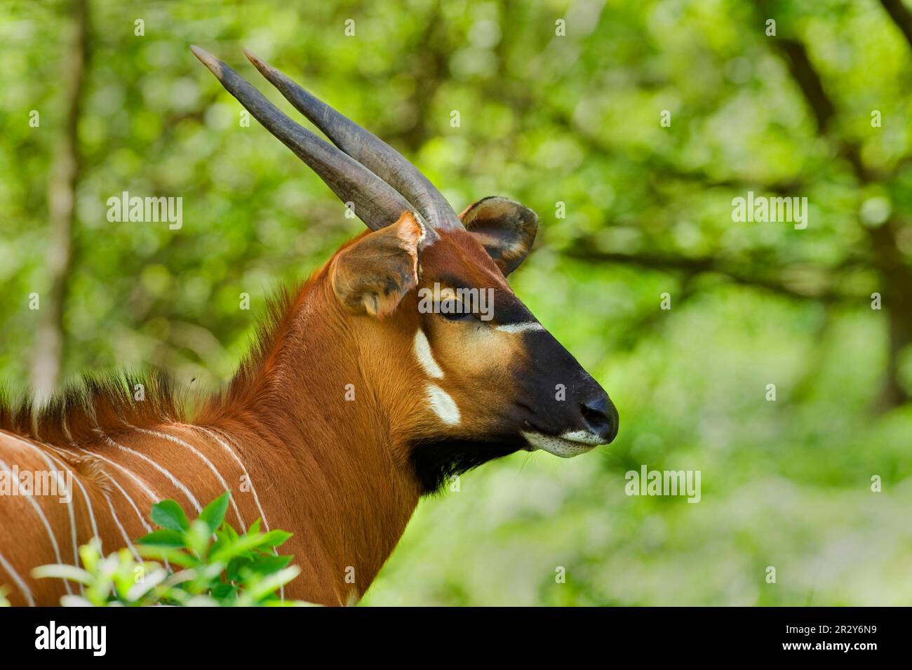 Bongo, bongos, antelopes, ungulates, mammals, animals, Eastern Bongo