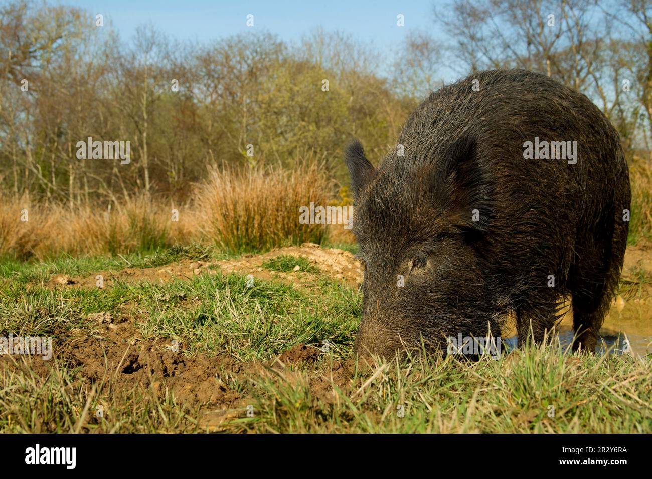 Eurasian Wild Boar (Sus scrofa) young male, rooting in mud at edge of ...