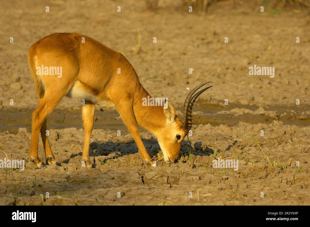 Puku (Kobus vardonii) adult male, grazing, feeding on grass at drying waterhole, South Luangwa N. P. Zambia Stock Photo