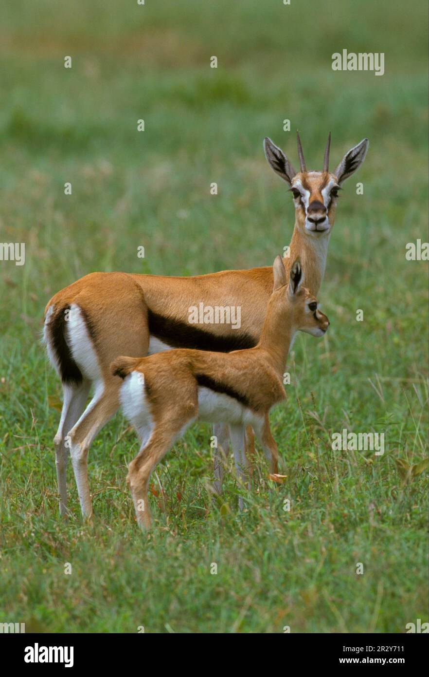 Female thomsons gazelle hi-res stock photography and images - Alamy