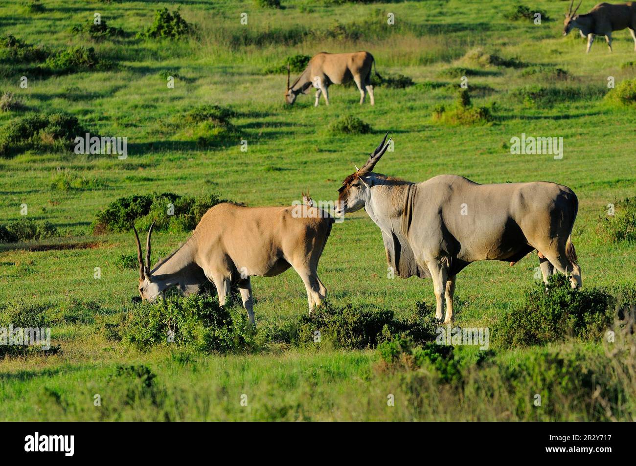 Tragelaphus oryx, common elands (Taurotragus oryx), Eland antelopes ...