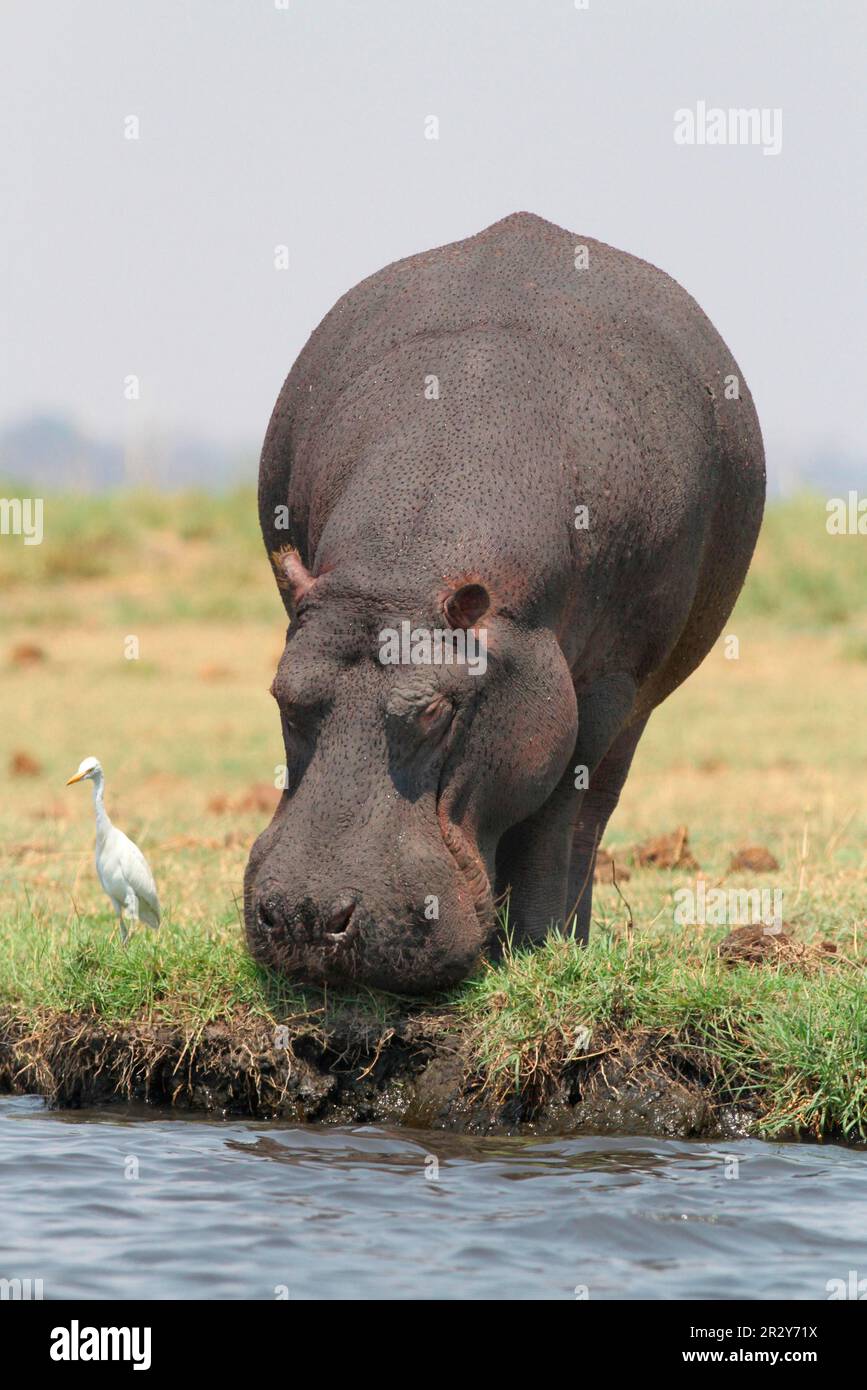 Adult (Hippopotamus amphibius) hippo grazing at the water's edge followed by cattle egret (Bubulcus ibis), Chobe N. P. Botswana Stock Photo