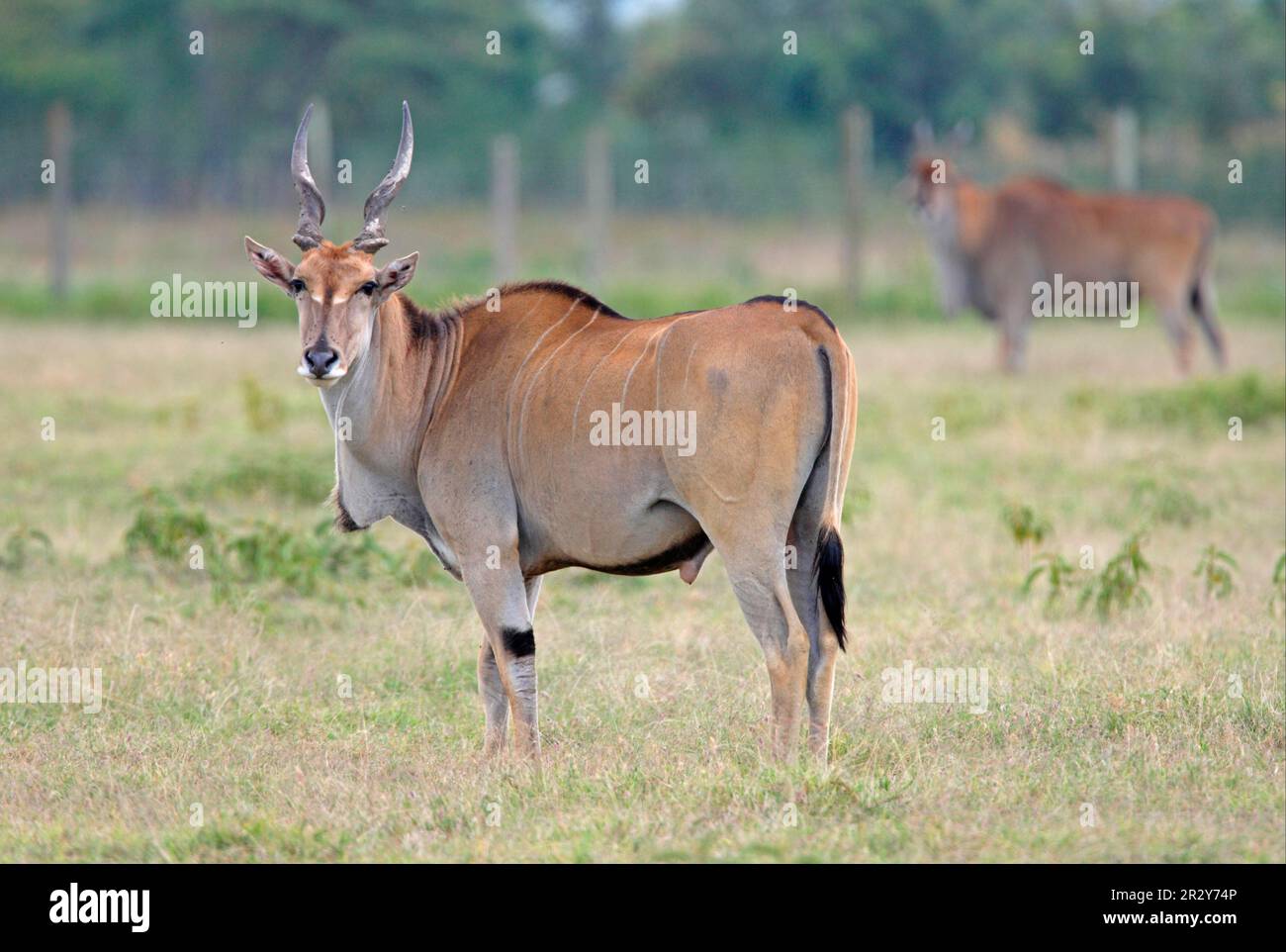 Eland antelope, eland, eland antelopes, antelopes, ungulates, even-toed ungulates, mammals, animals, East African eland (Taurotragus oryx Stock Photo