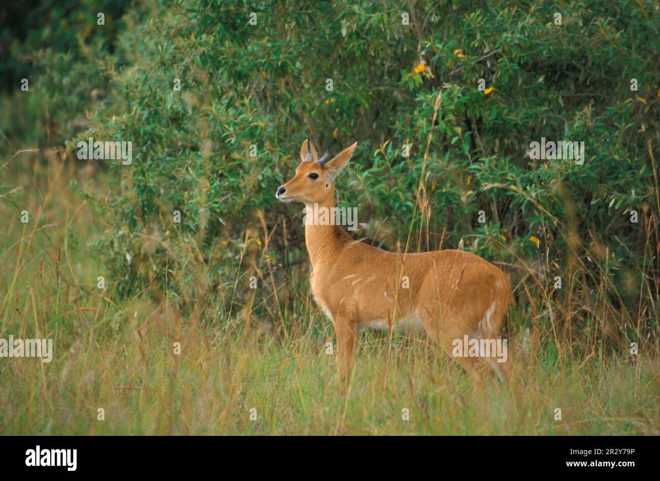 Oribi (Ourebia ourebi), Oribi, Oribis, Gazelles, Ungulates, Even-toed ungulates, Mammals, Animals, Oribi Male, Kenya Stock Photo