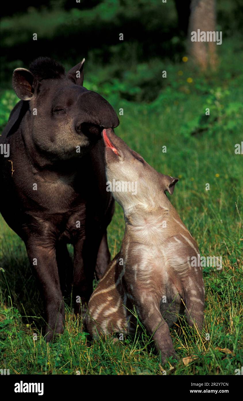 Tapir Rear Lowland tapirs, tapir, tapirs, ungulates, mammals, animals, odd-toed ...