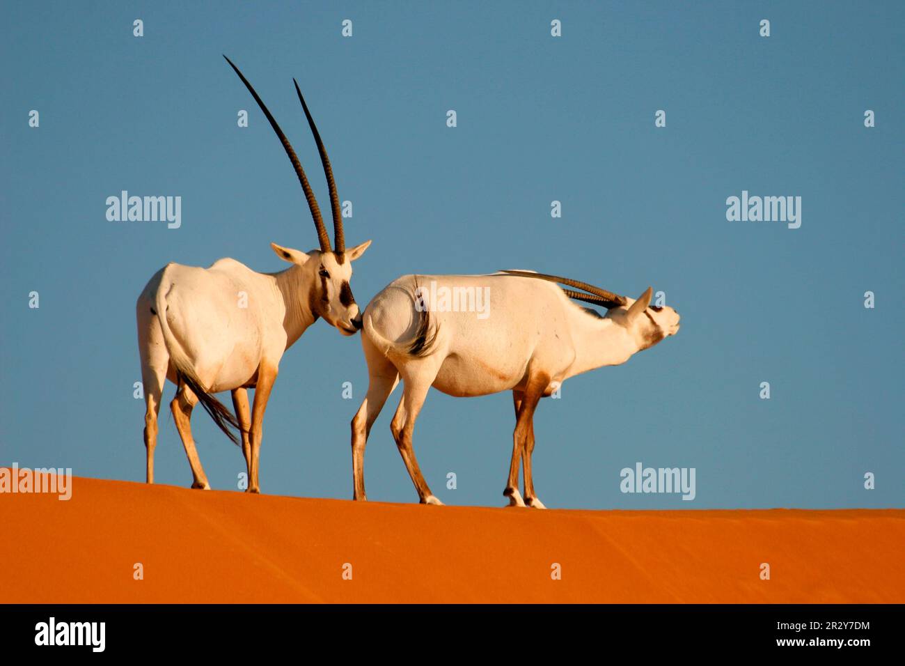 White oryx, Arabian spitbuck, Arabian spitbuck, arabian oryx (Oryx