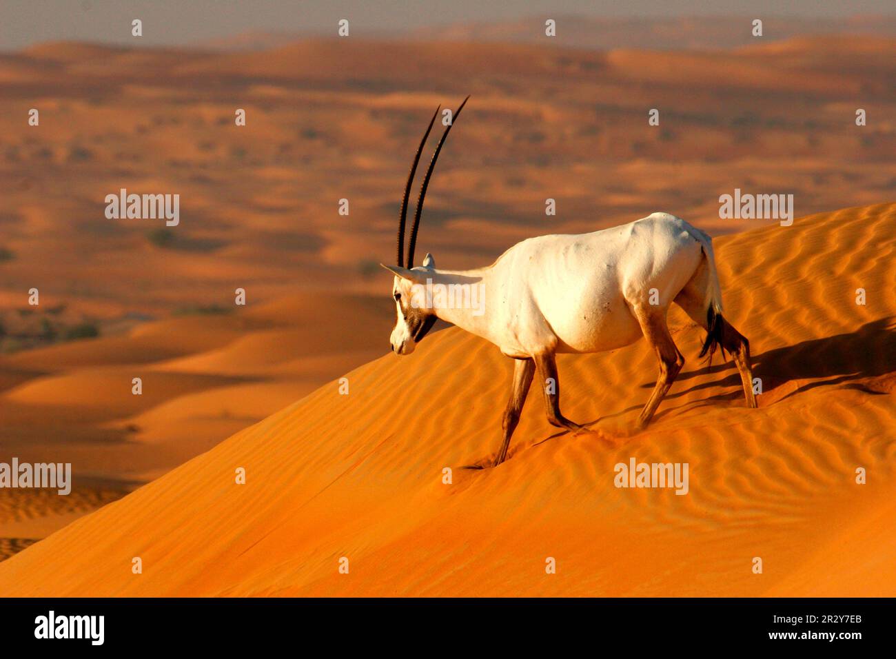 White oryx, Arabian spitbuck, Arabian spitbuck, arabian oryx (Oryx