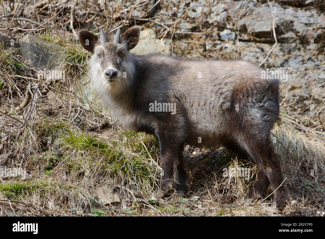 Naemorhedus crispus, japanese serow (Capricornis crispus), Japanese serow, goat-like, ungulates, even-toed ungulates, mammals, animals, Japanese Stock Photo