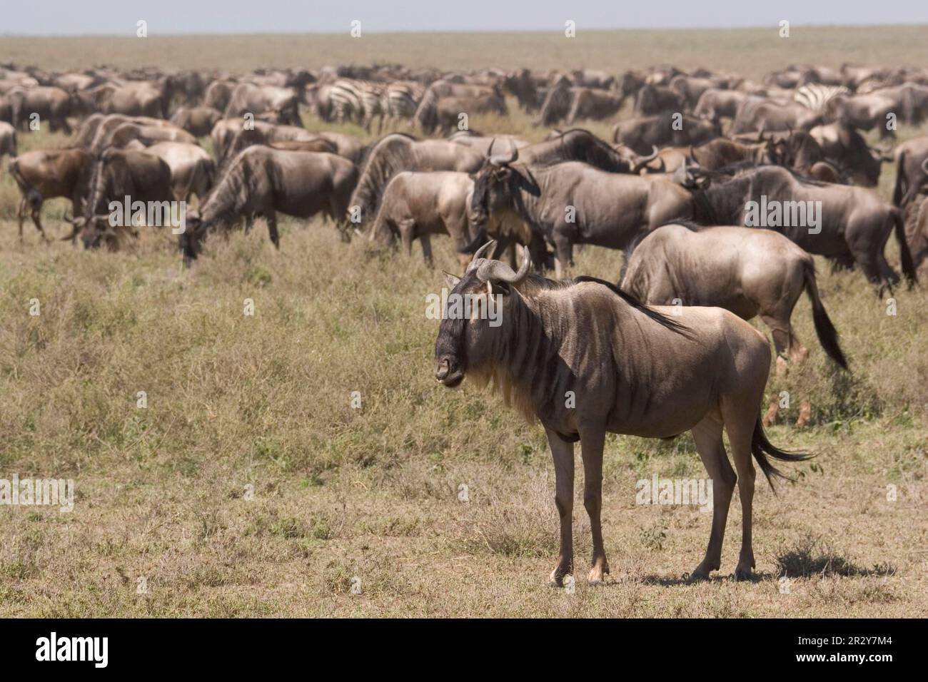 Wildebeest, Migration, Serengeti, Tanzania, Connochaetus taurinus albojubatus Africa Stock Photo