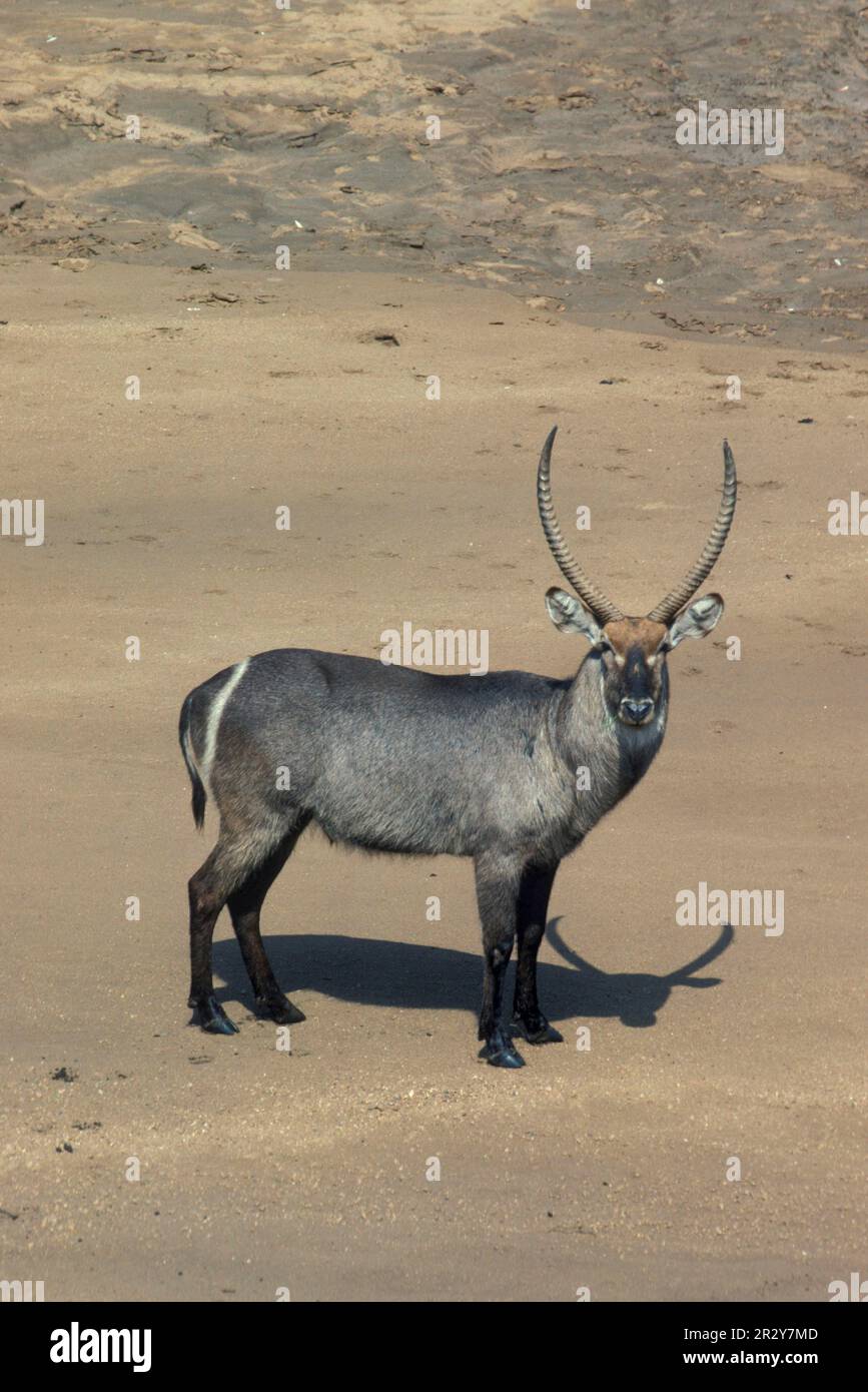 Waterbuck (Kobus ellipsiprymnus) waterbuck antelope ungulates even