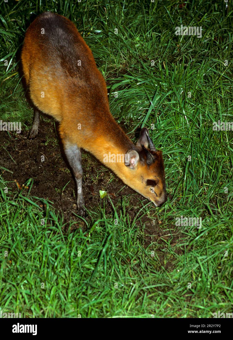 Red-flanked duiker (Cephalophus rufilatus) - Quick facts