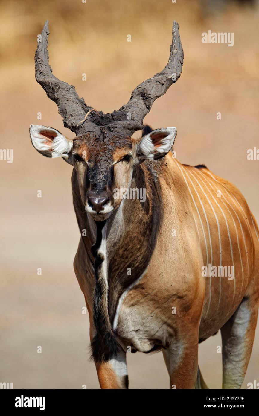 Giant Eland