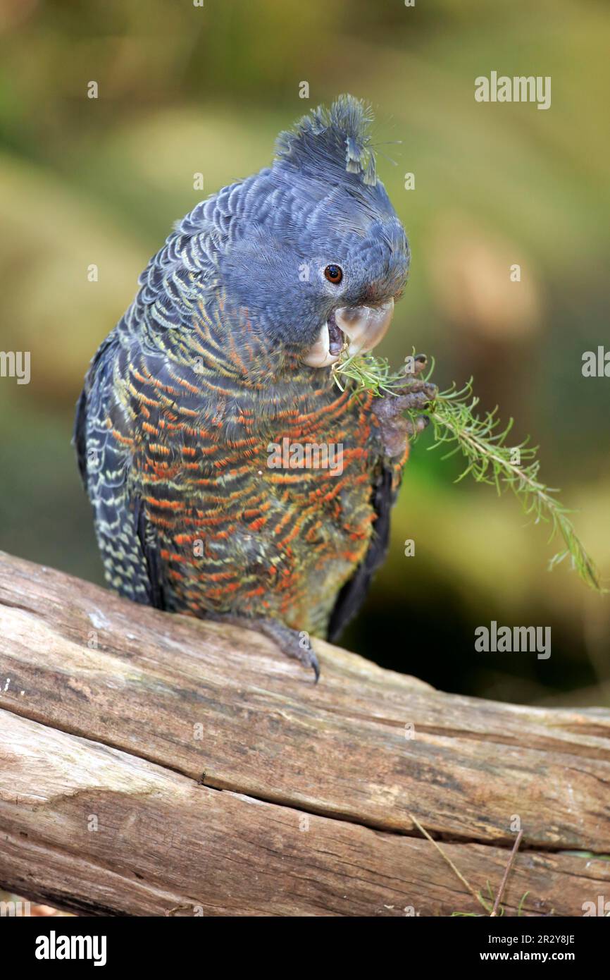 Gang-gang Cockatoo (Callocephalon fimbriatum)