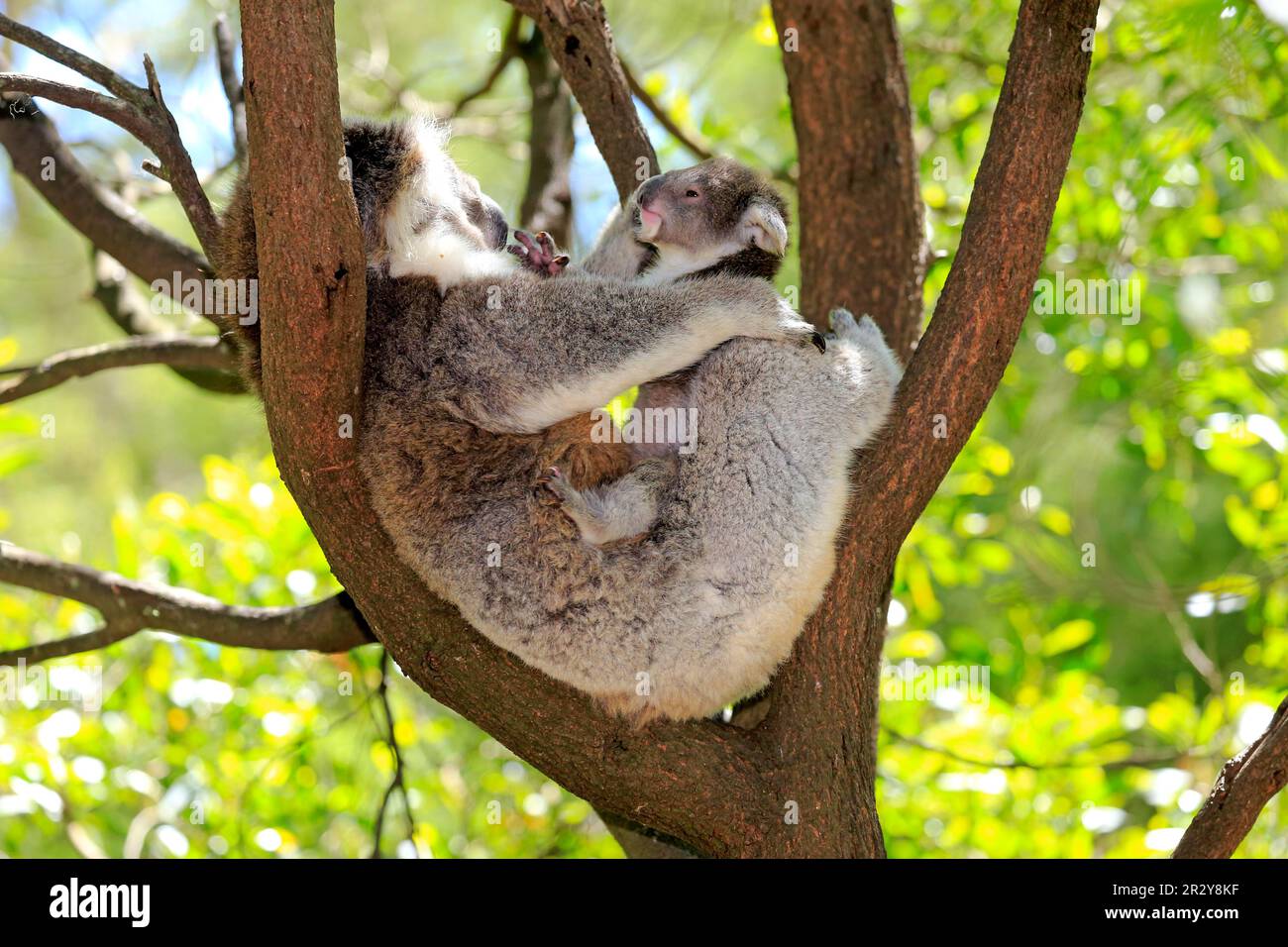 Koala (Phascolarctos cinereus), female with young, Victoria, Australia Stock Photo