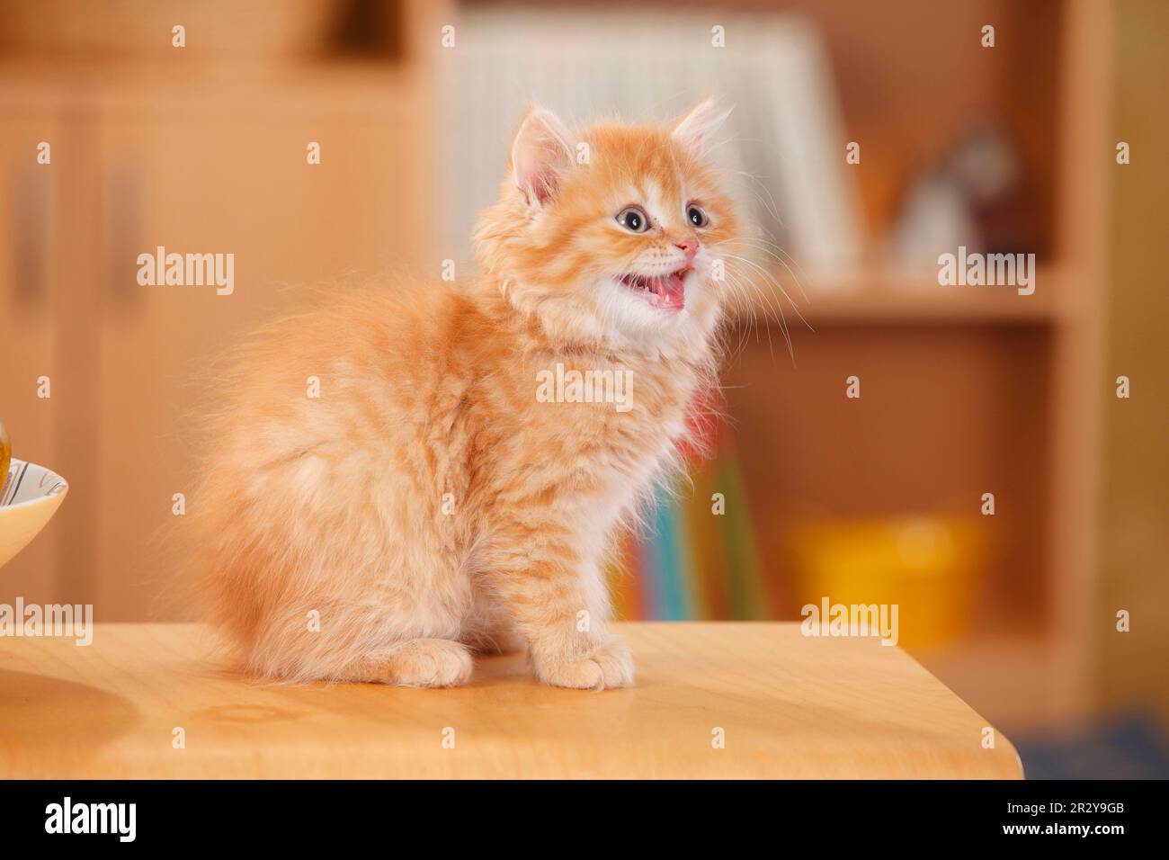 British Longhair, kitten, red-tabby-mackarell-white, 10 weeks Stock Photo