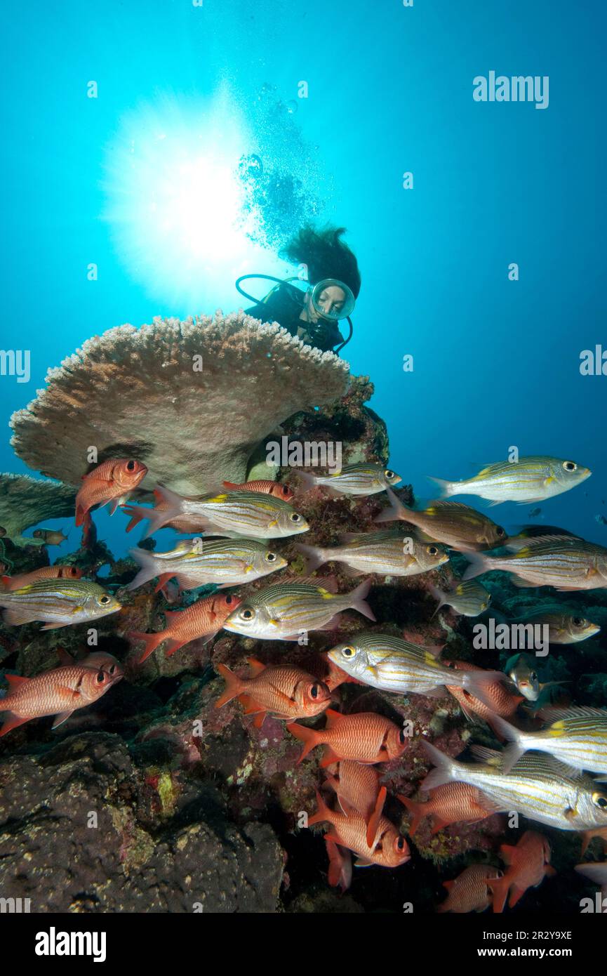 Reef scene with diver and coral fish, soldier fish, luminous spot road sweeper (Myripristis kuntee) (Gnathodentex aureolinatus), Indian Ocean Stock Photo