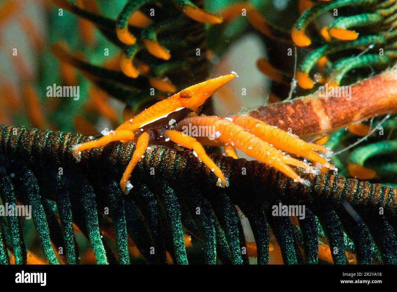 Feather Star Shrimp, Hairy Star Shrimp, Partner Shrimp, feather star jumping shrimp (Allogalathea elegans), Galatheidae, Crinoid, Critter, Philippines Stock Photo
