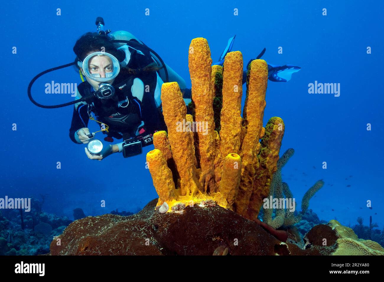 Diver and yellowgreen candle sponge (Aplysina fistularis), Caribbean
