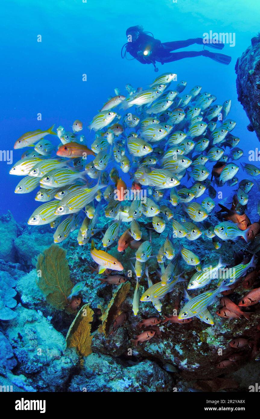 Reef scene with diver and coral fish, soldier fish, luminous spot road sweeper (Myripristis kuntee) (Gnathodentex aureolinatus), Indian Ocean Stock Photo