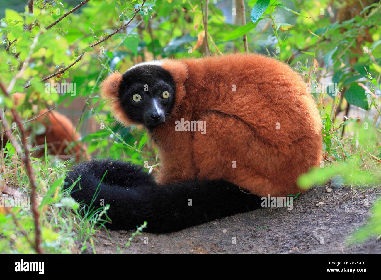 Red frilled lemur (Varecia variegata rubra) Stock Photo