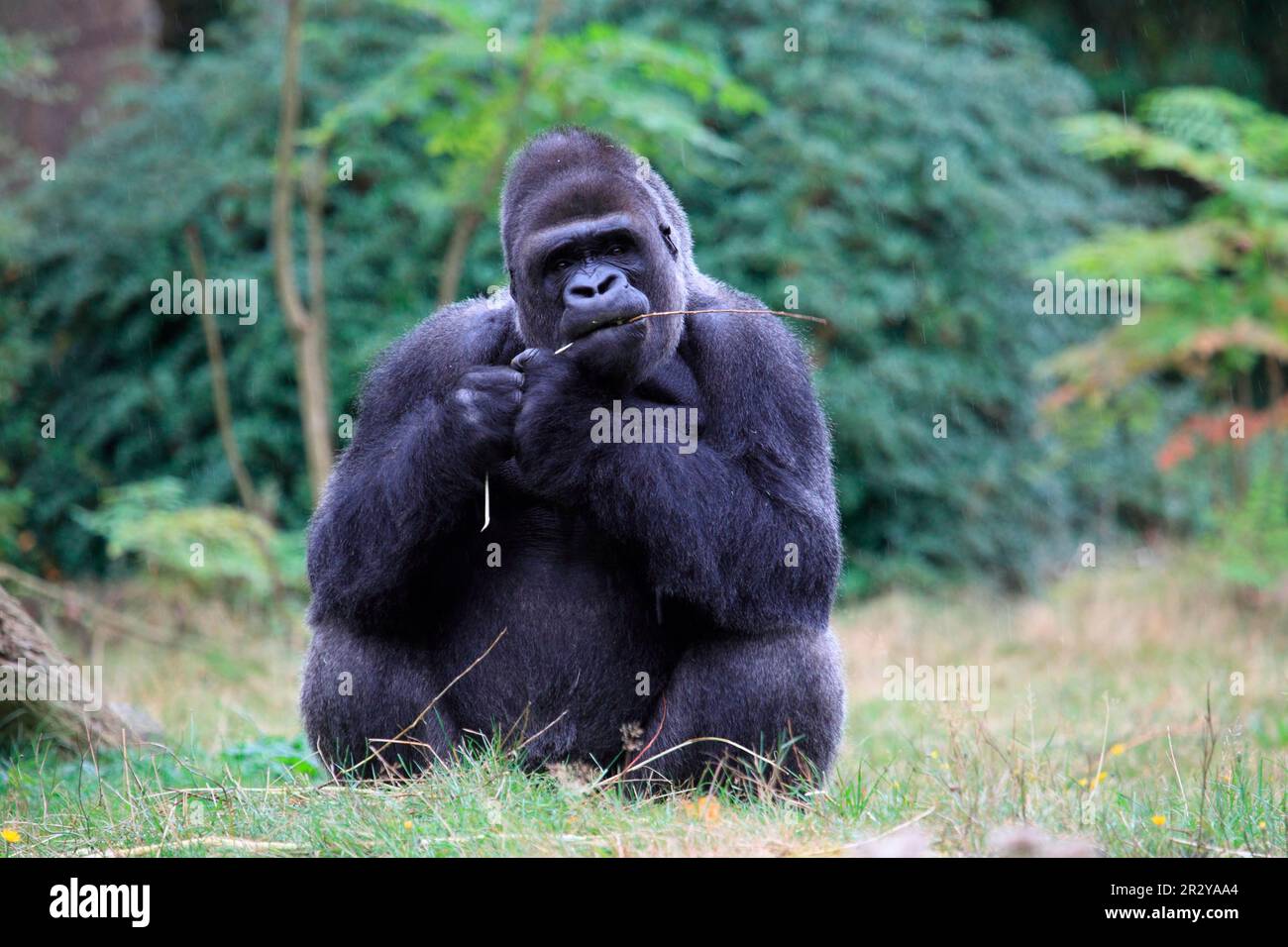 Western lowland gorilla (Gorilla gorilla Stock Photo Alamy