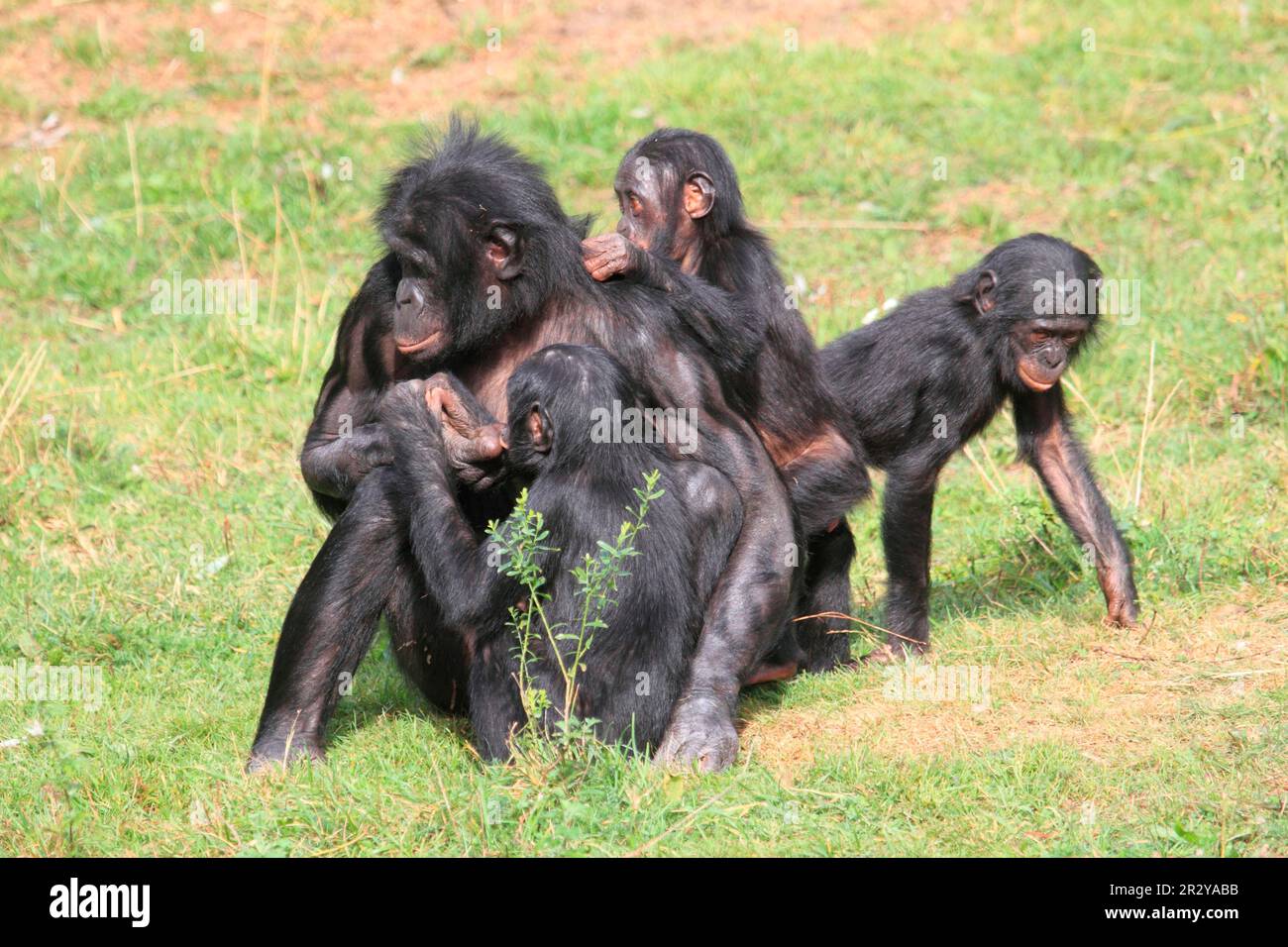 Social grooming bonobos hi-res stock photography and images - Alamy