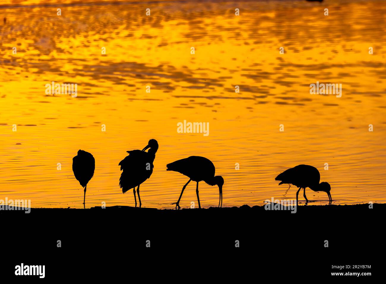 Shorebirds (White-faced ibis) are silhouetted against the setting sun. Stock Photo