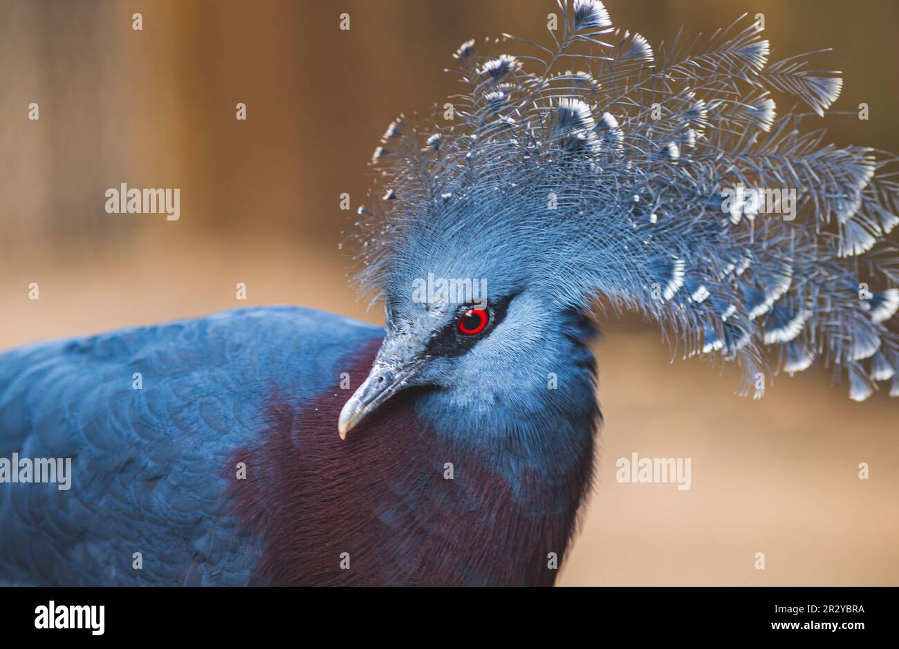 Victoria crowned-pigeon head closeup (Goura victoria), beautiful crowned pidgeon from Papua New Guinea forests and woodlands. Real photography Stock Photo