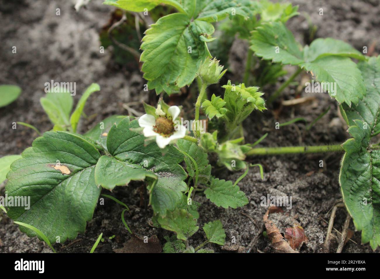 Strawberry plants are the color of the tuber. Growing strawberries
