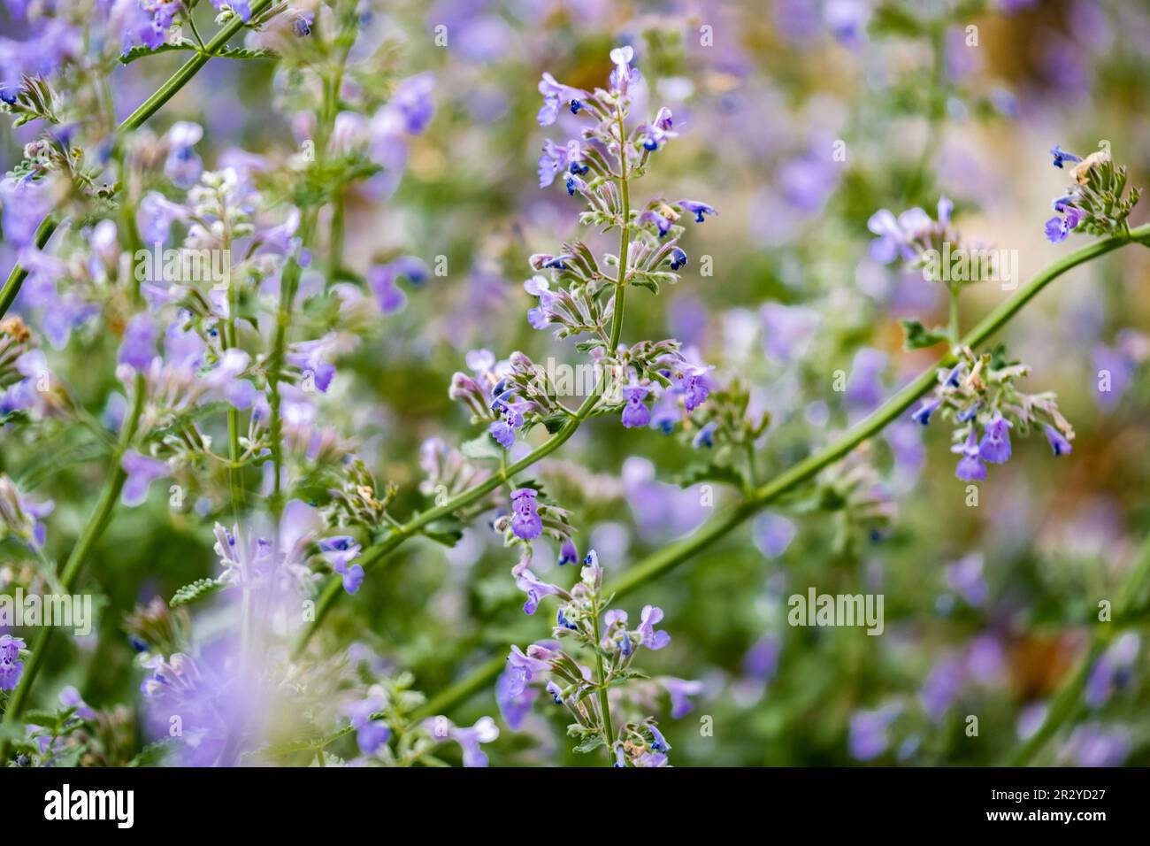 Perennial catmint, Nepetax faassenii, flowering in an outdoor garden. Kansas, USA, North America. Stock Photo