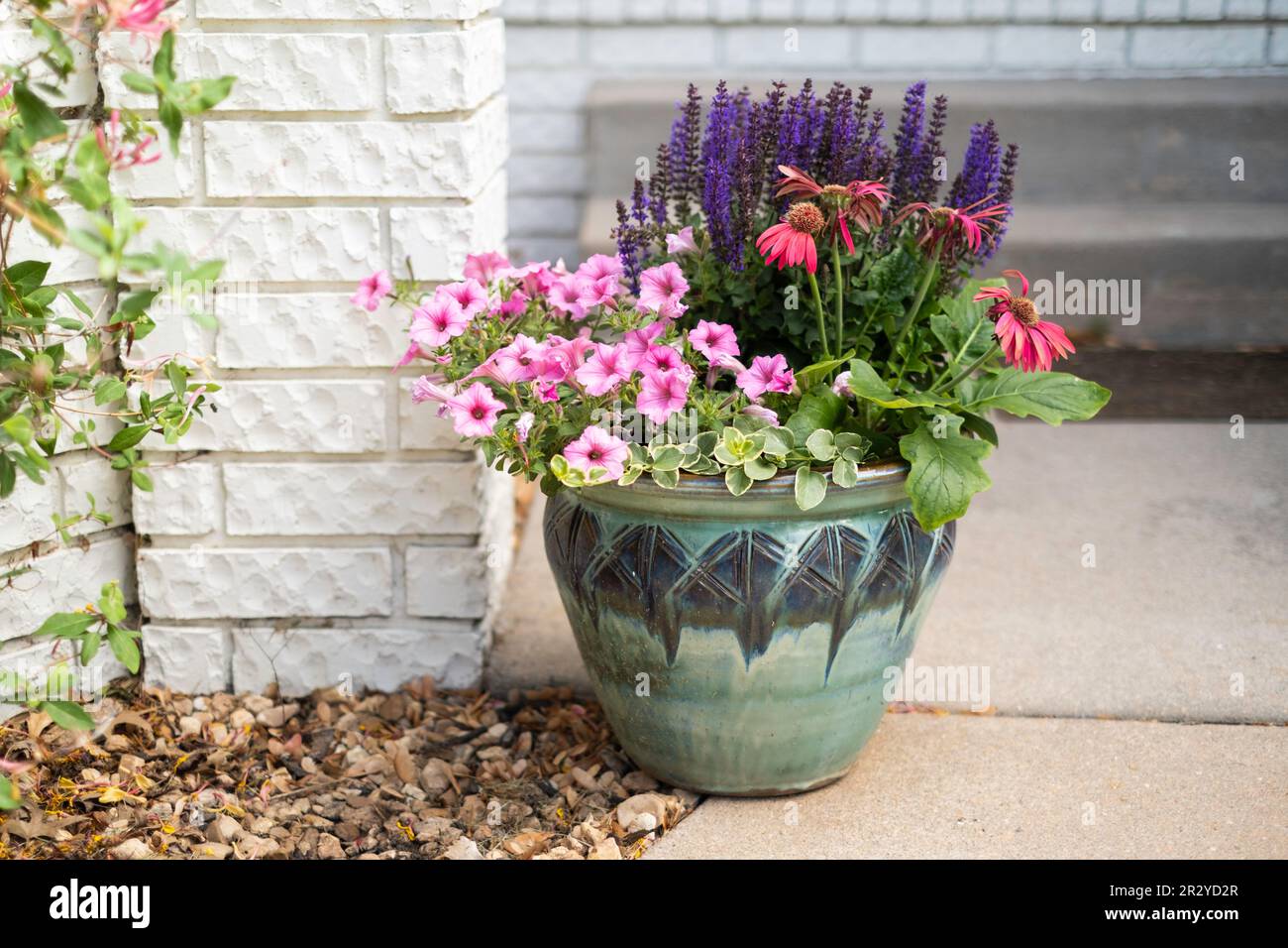 A pot filled with red Gerbera daisies,Gerbera jamesonii, and pink petunias, 'bubblegum pink' in front of a brick courtyard fence. USA. Stock Photo