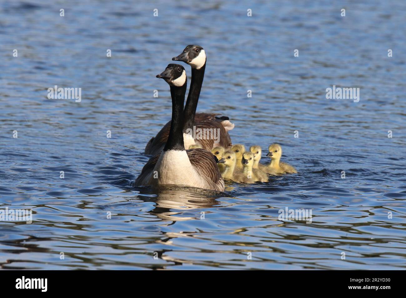 Canada goose family group swimming across a pond in Spring.  Parent geese leading their nine goslings. Stock Photo